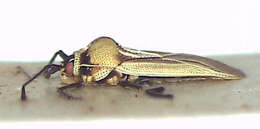 Image of Epimixia veteris Drake 1944
