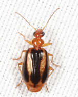 Image of Lebia (Lebia) solea Hentz 1830