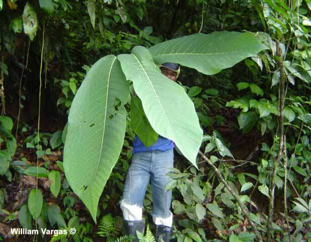 Image of Passiflora macrophylla Spruce ex Mast.