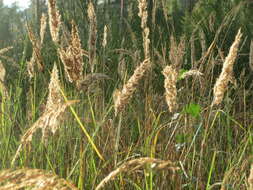 Imagem de Calamagrostis epigejos (L.) Roth