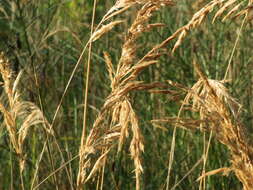 Imagem de Calamagrostis epigejos (L.) Roth