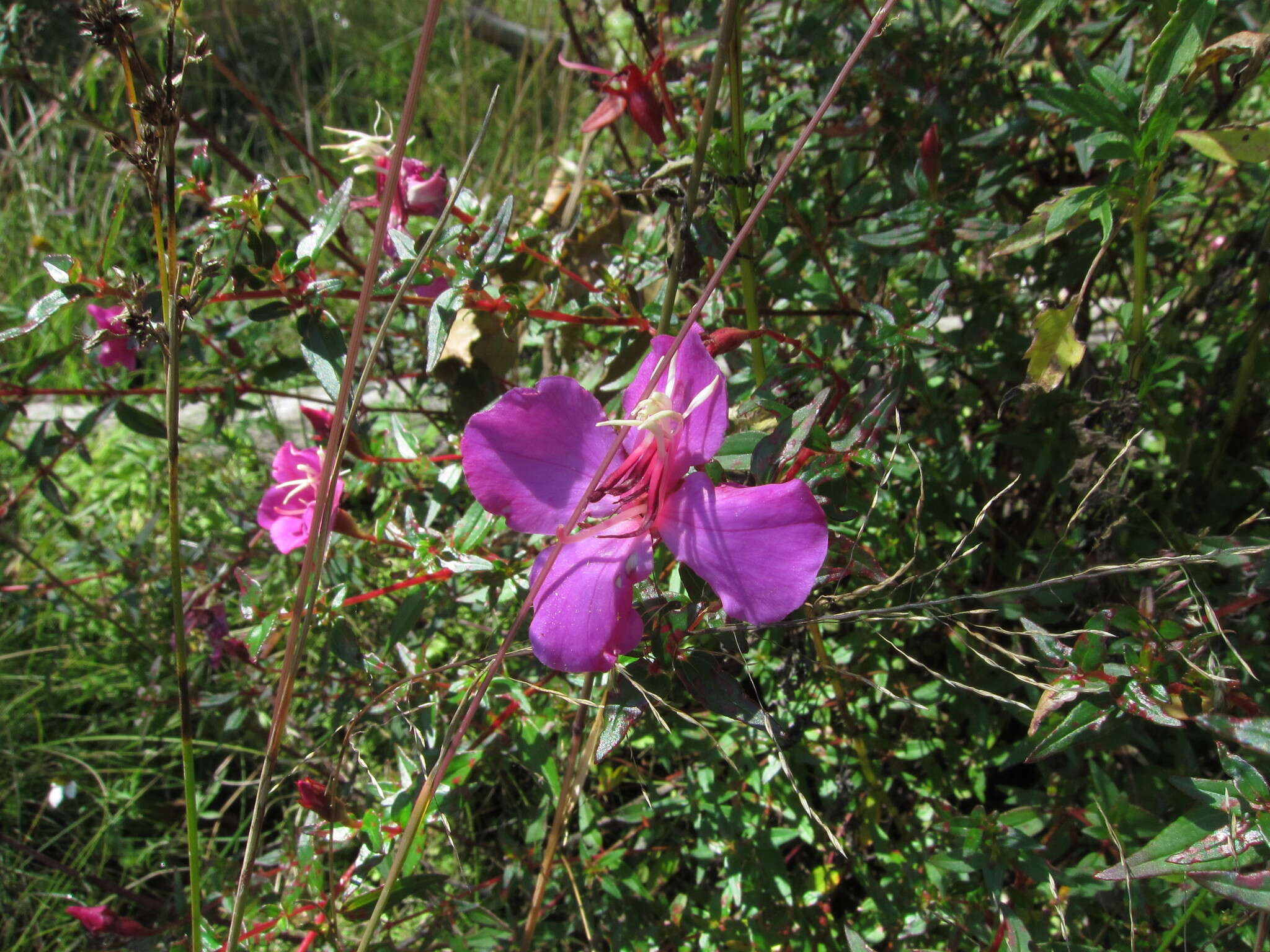 Слика од Monochaetum calcaratum (DC.) Triana