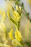 Imagem de Astragalus longipetalus Chater