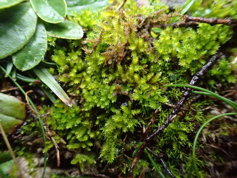 صورة Scorpiurium circinatum Fleischer & Loeske 1907