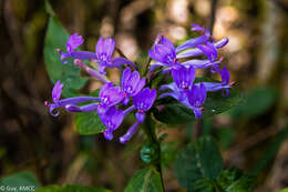 Hypoestes angusta Benoist resmi