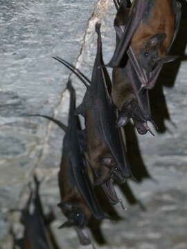 Image of Greater Mouse-tailed Bat