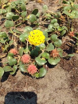 Imagem de Abronia latifolia Eschsch.