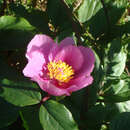 Image of Paeonia coriacea Boiss.