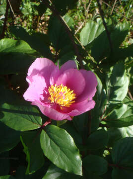 Sivun Paeonia coriacea Boiss. kuva