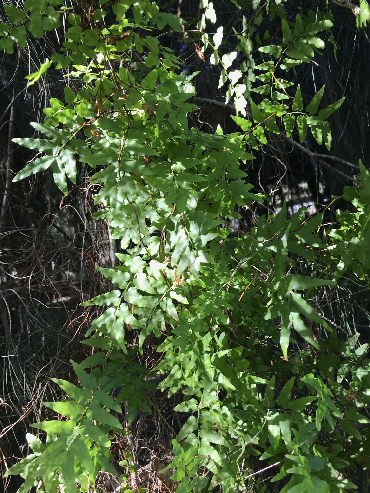 Image of small-leaf climbing fern