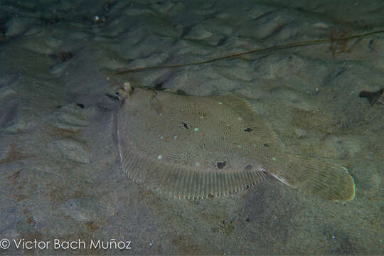 Imagem de Pleuronichthys ritteri Starks & Morris 1907