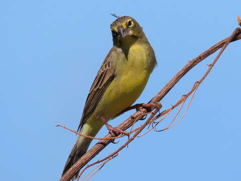 صورة Sicalis luteola chrysops Sclater & PL 1862