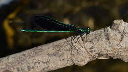 Image of Ebony Jewelwing