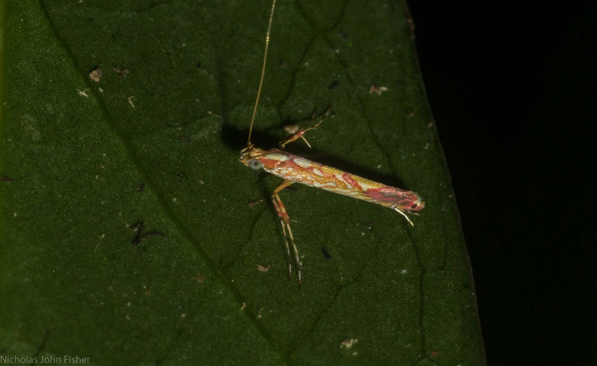 Imagem de Macarostola formosa (Stainton 1862)