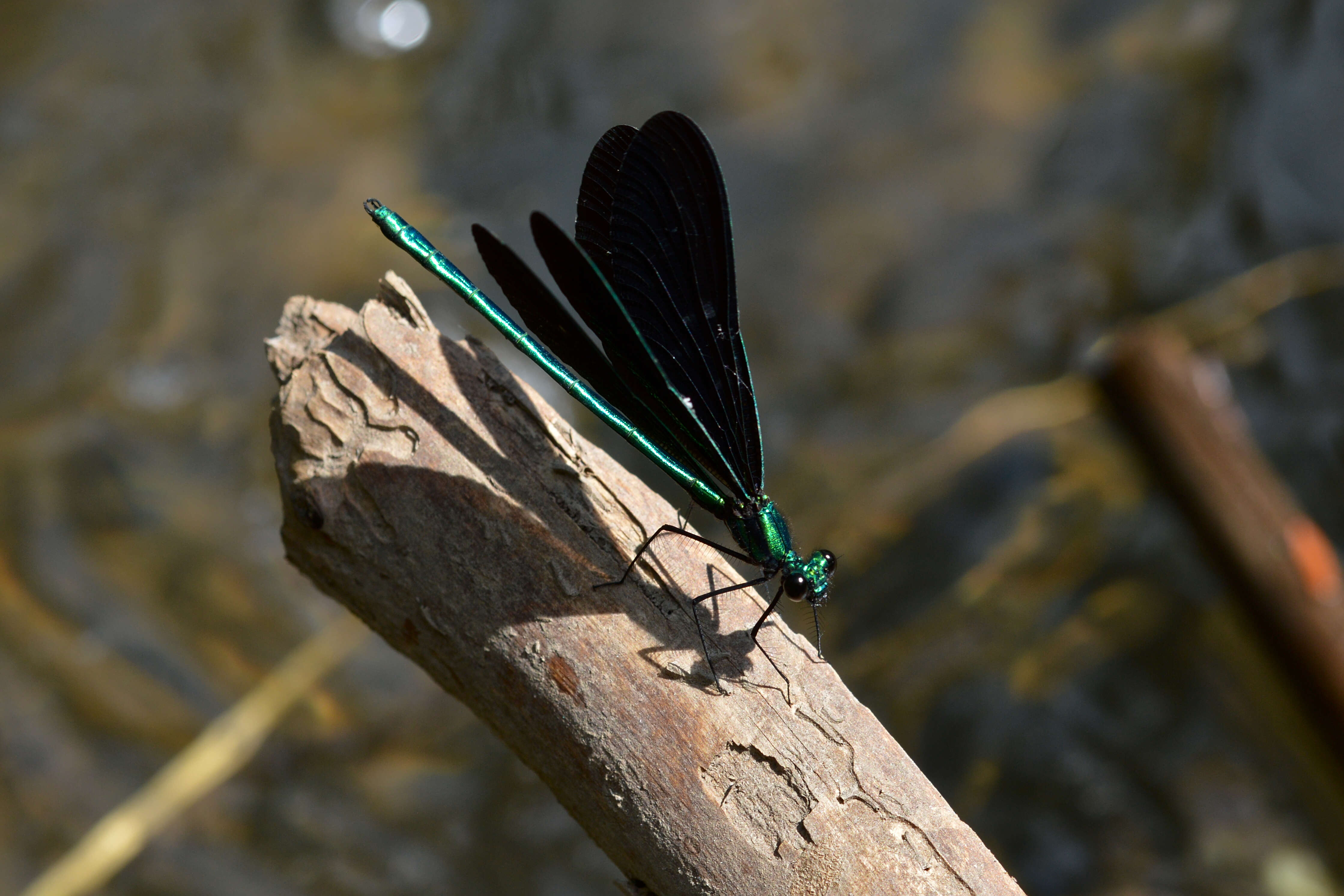 Image of Ebony Jewelwing