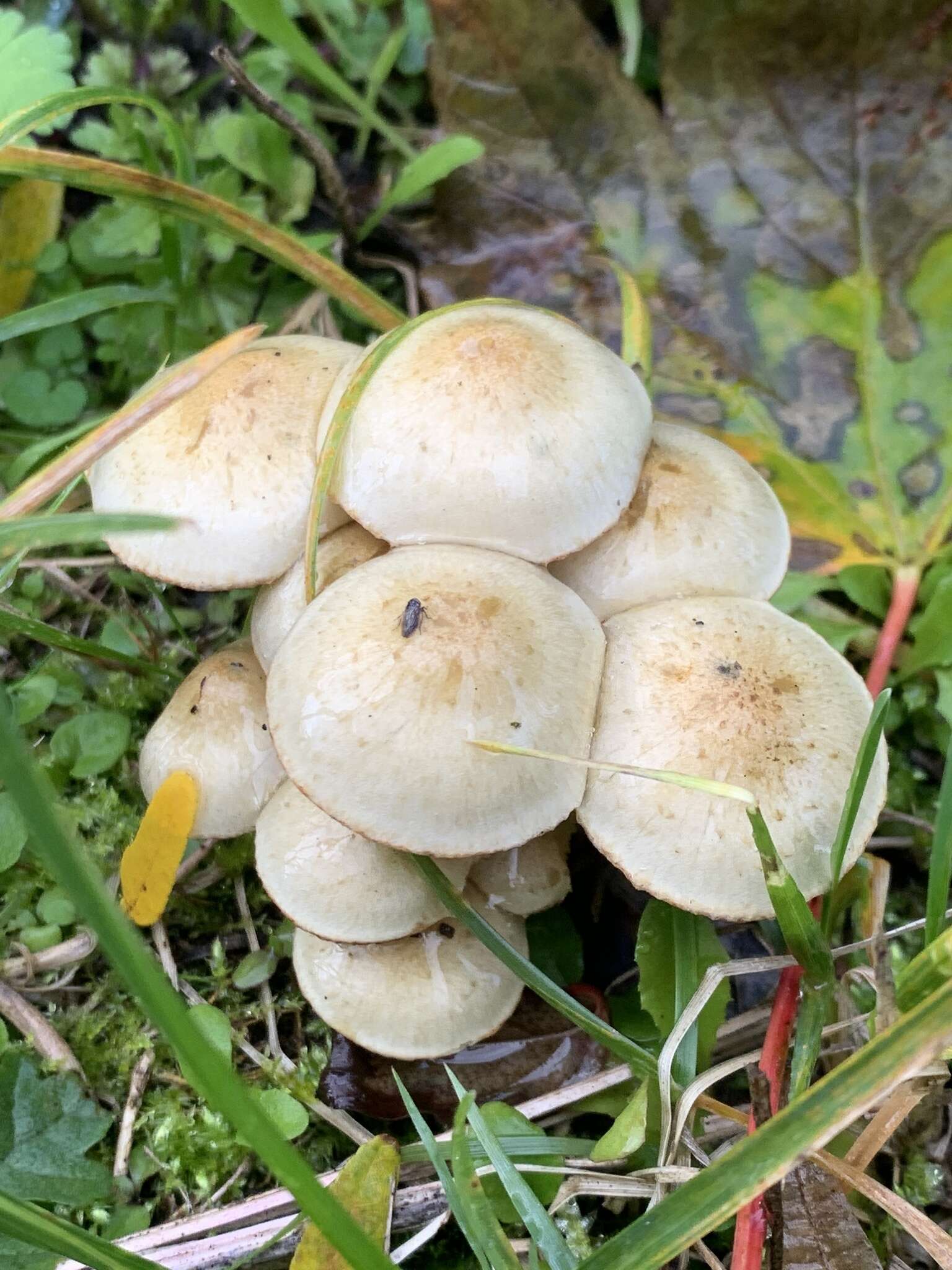 Image of Pholiota gummosa (Lasch) Singer 1951