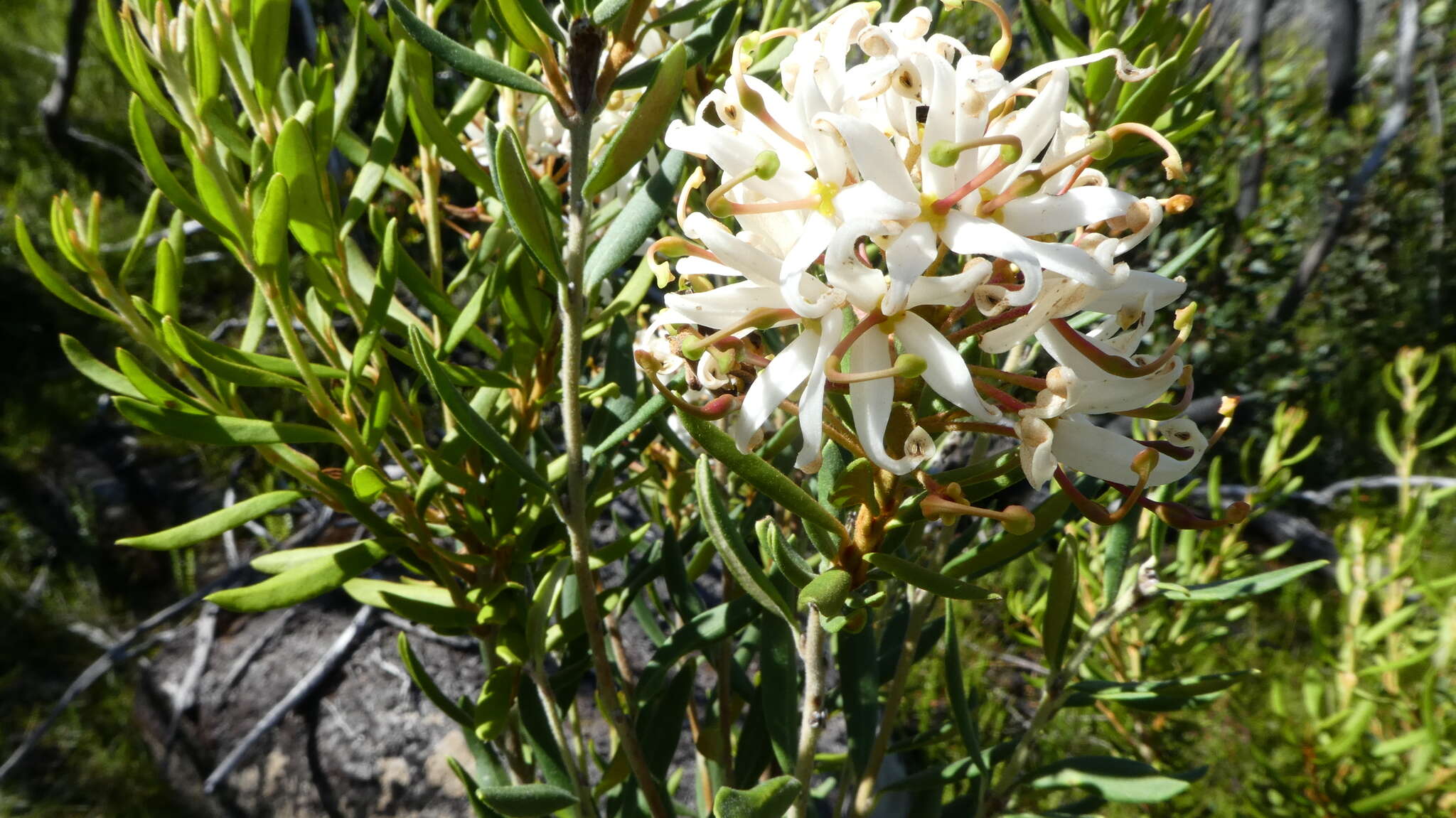 Image of Lomatia polymorpha R. Br.