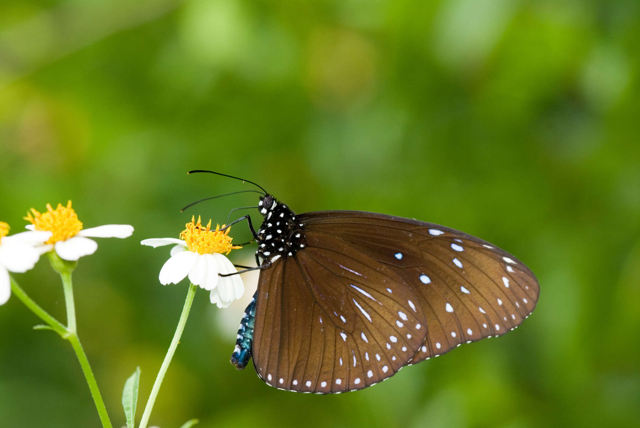 Euploea mulciber barsine Fruhstorfer 1904的圖片