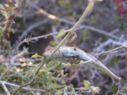 Image of Lachnostoma hastulatum A. Gray