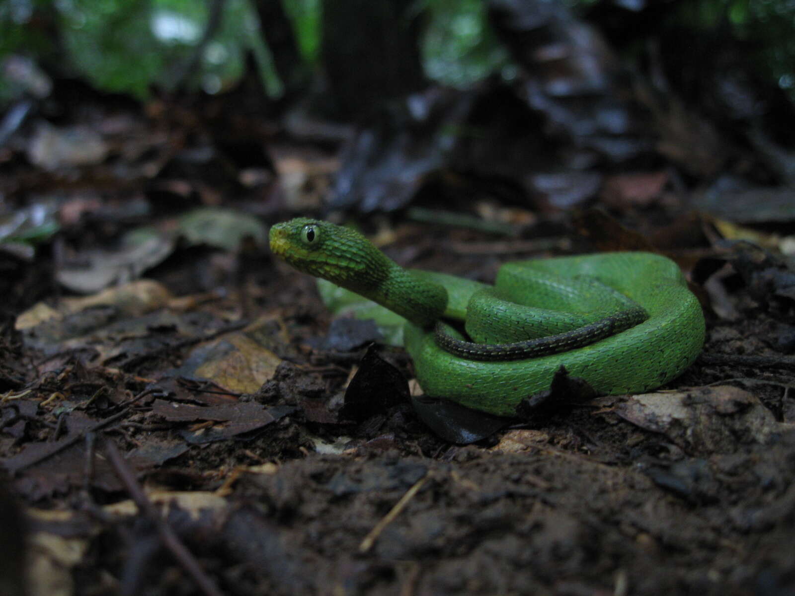 Image of Green Bush Viper