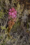 Image of Satyrium erectum Sw.