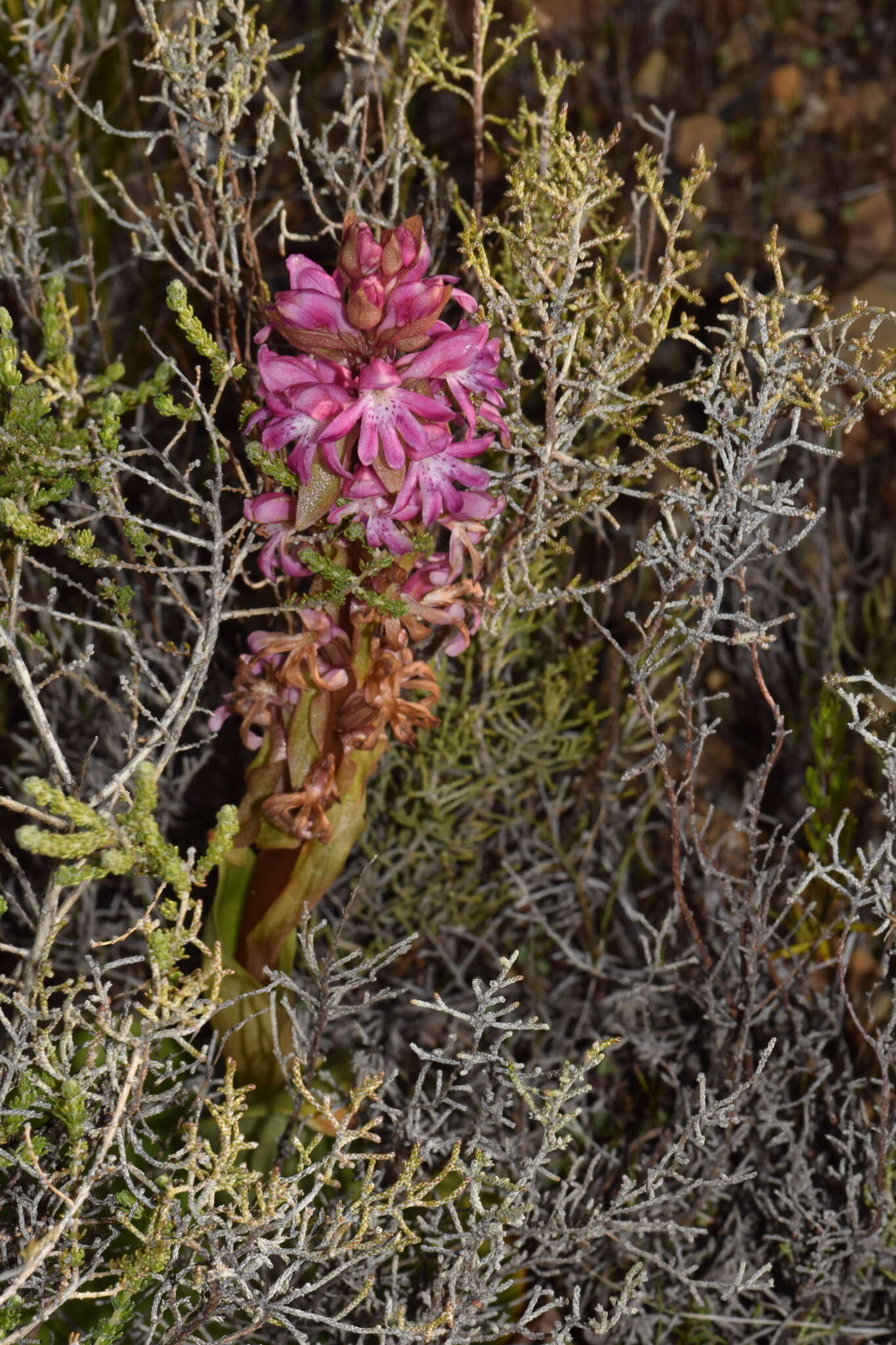 Image of Satyrium erectum Sw.