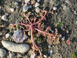 Image of common purslane