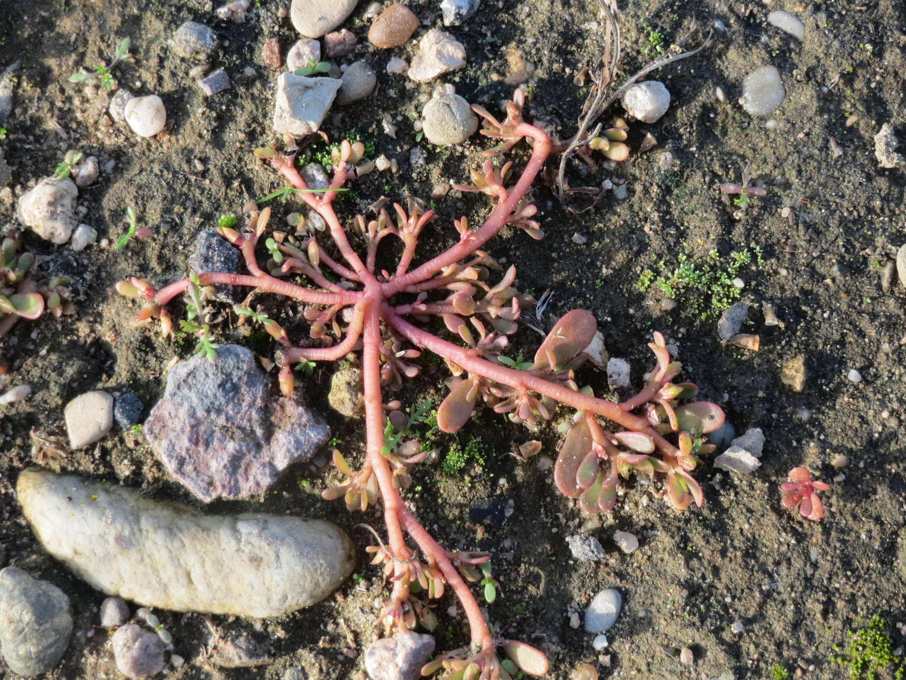 Image of common purslane