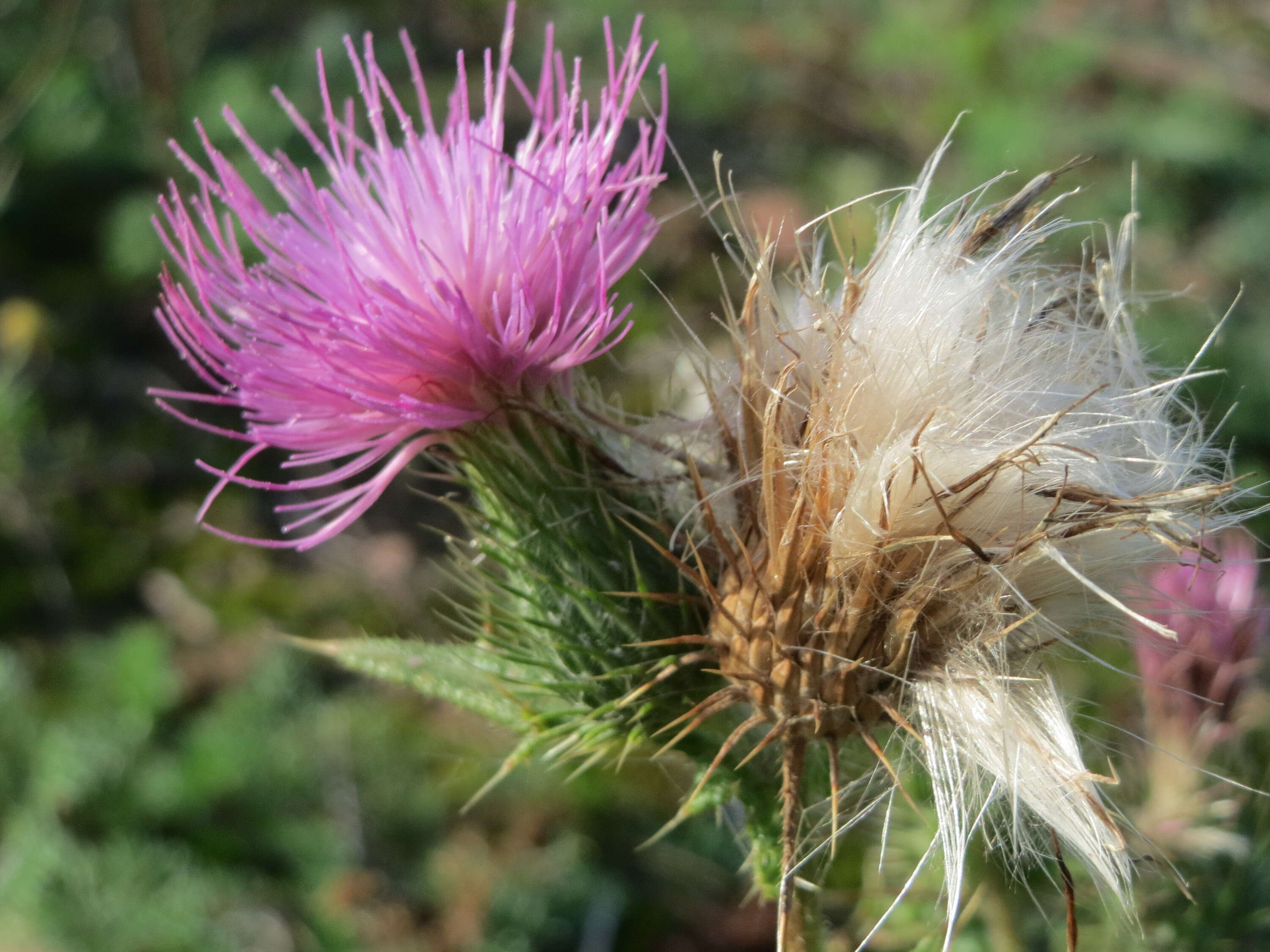 Image of Spear Thistle