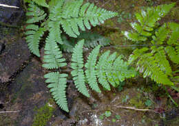 Image of scented oakfern