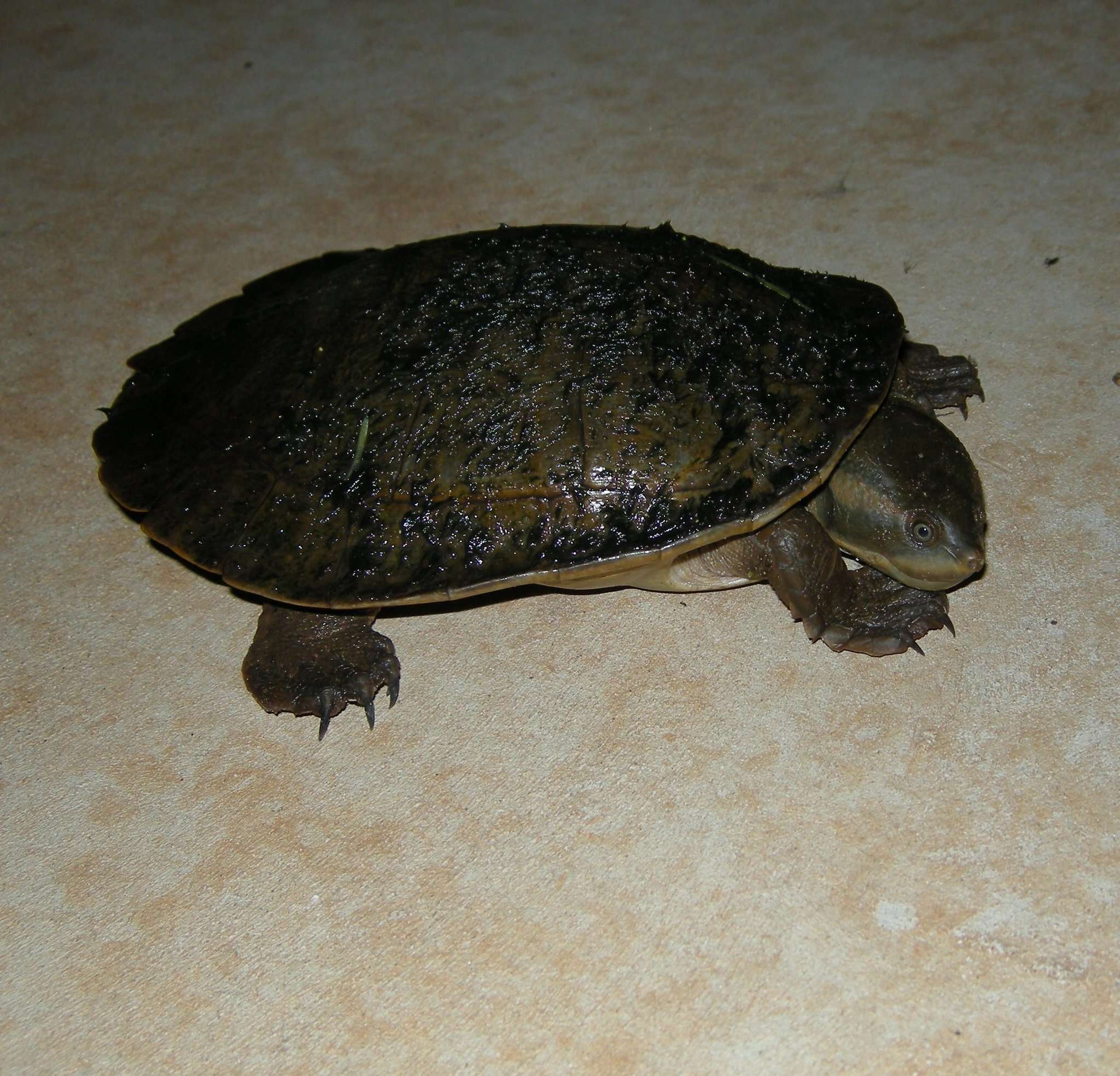 Image of Northern Red-faced Turtle