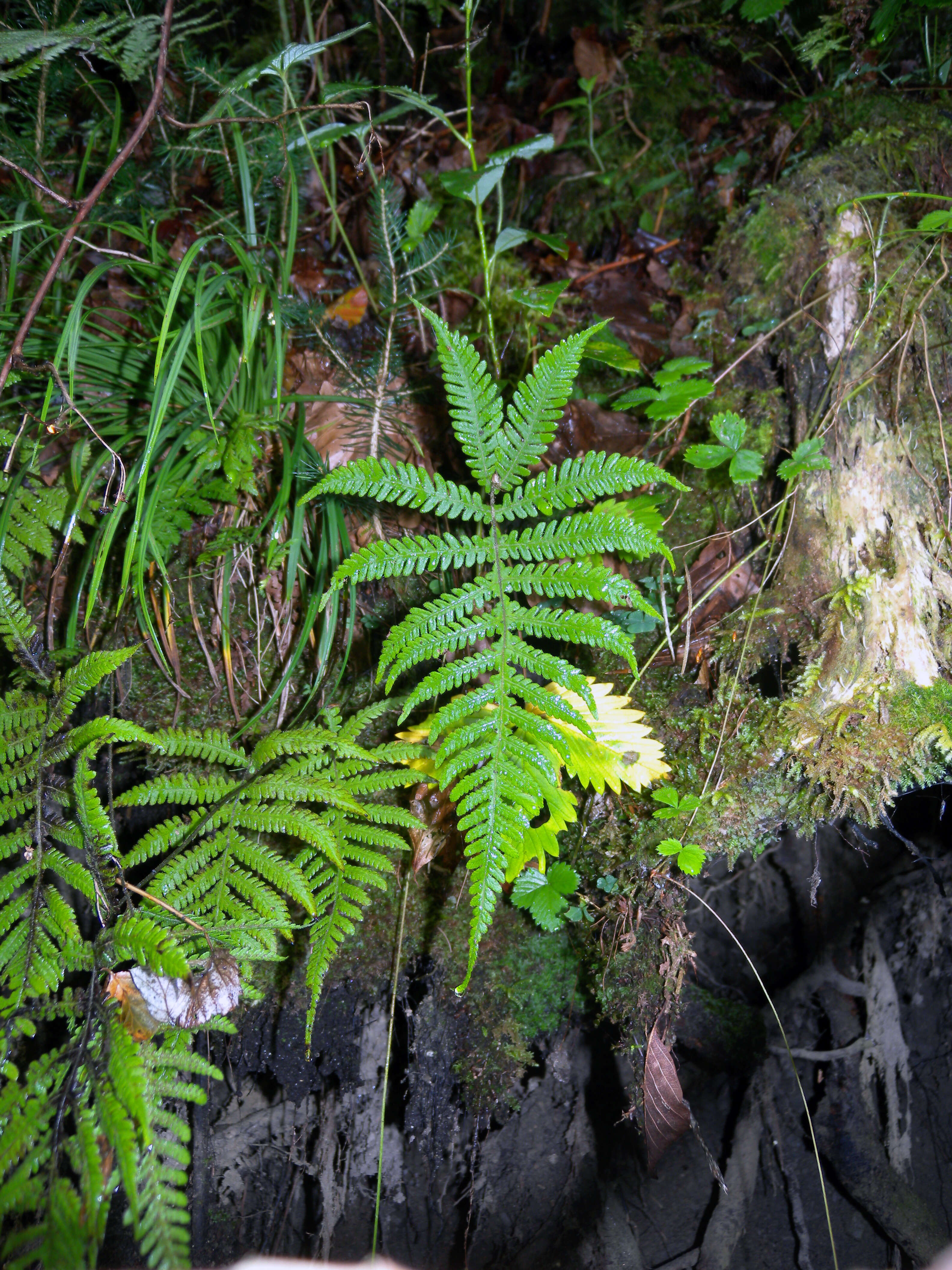 Image of Beech Fern