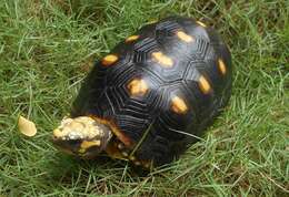 Image of Red-footed Tortoise