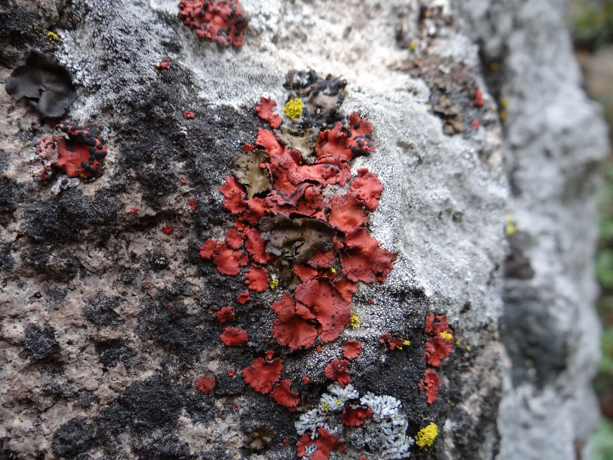 Image of <i>Umbilicaria phaea</i> var. <i>coccinea</i>