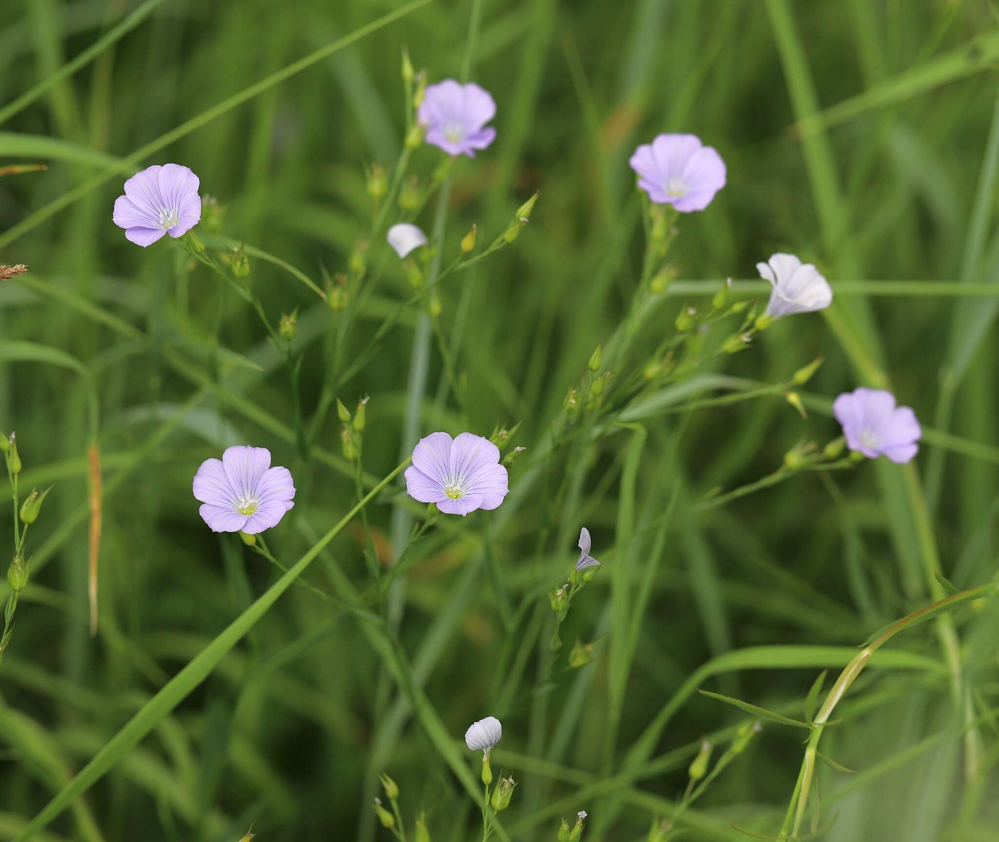 Imagem de Linum nervosum Waldst. & Kit.