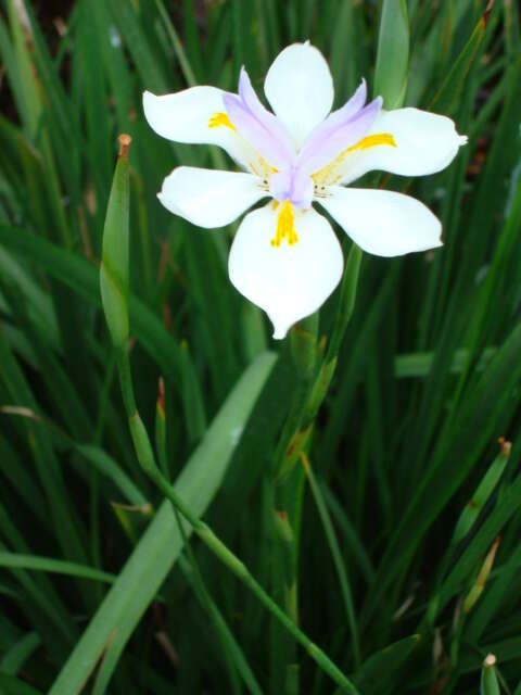 Image of Wild iris