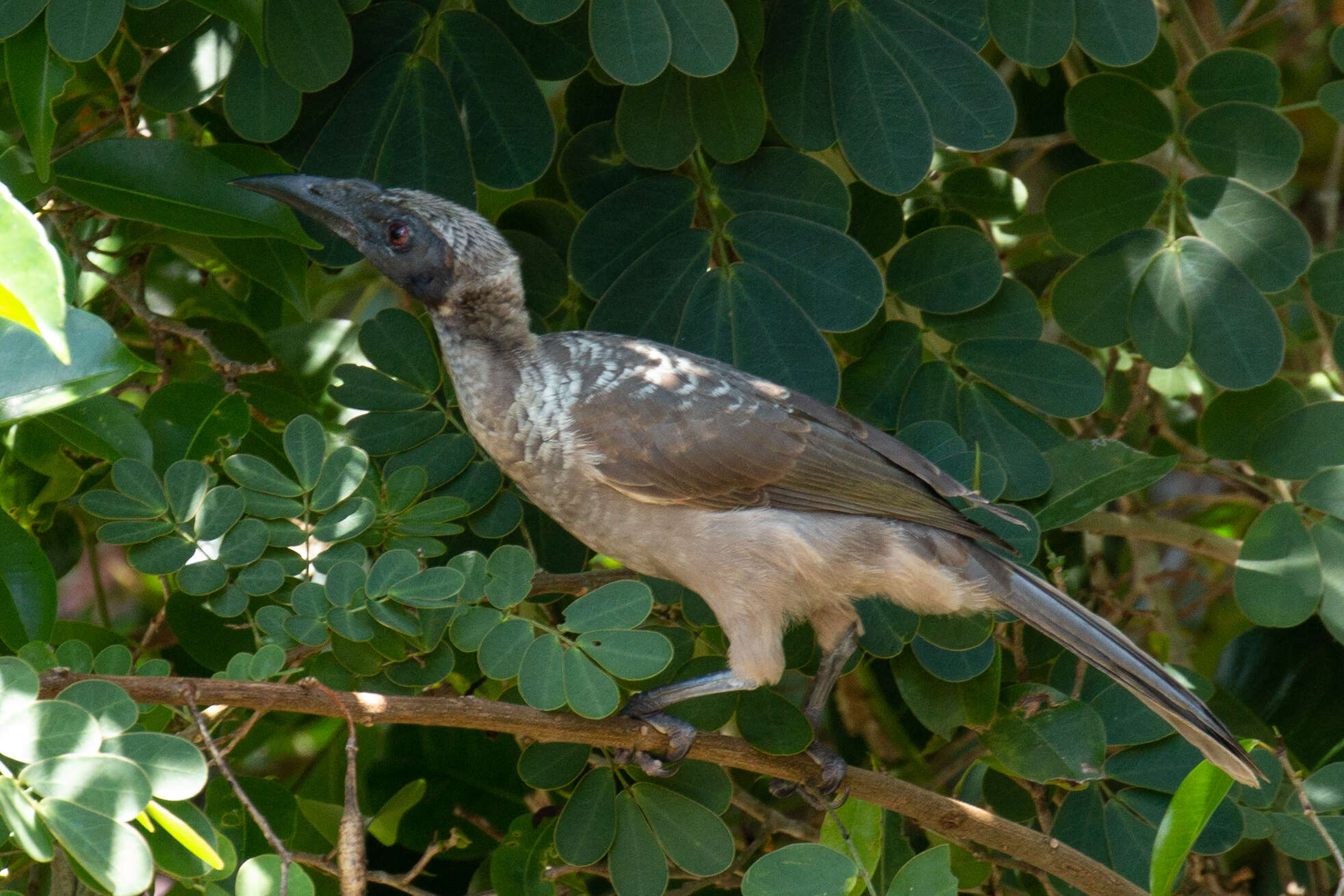 Philemon buceroides (Swainson 1838)的圖片