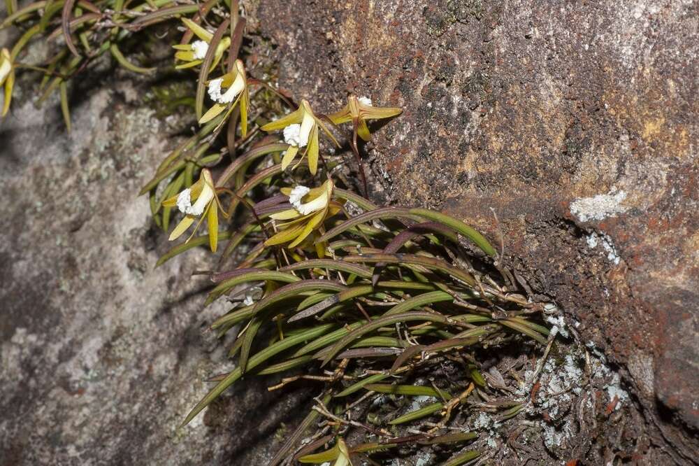 Imagem de Dendrobium striolatum Rchb. fil.