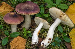 Imagem de Russula versicolor Jul. Schäff. 1931