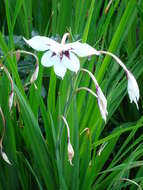 Plancia ëd Gladiolus murielae Kelway