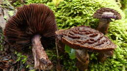 Image of Cortinarius ursus Soop 2001