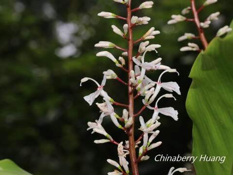 Imagem de Alpinia intermedia Gagnep.