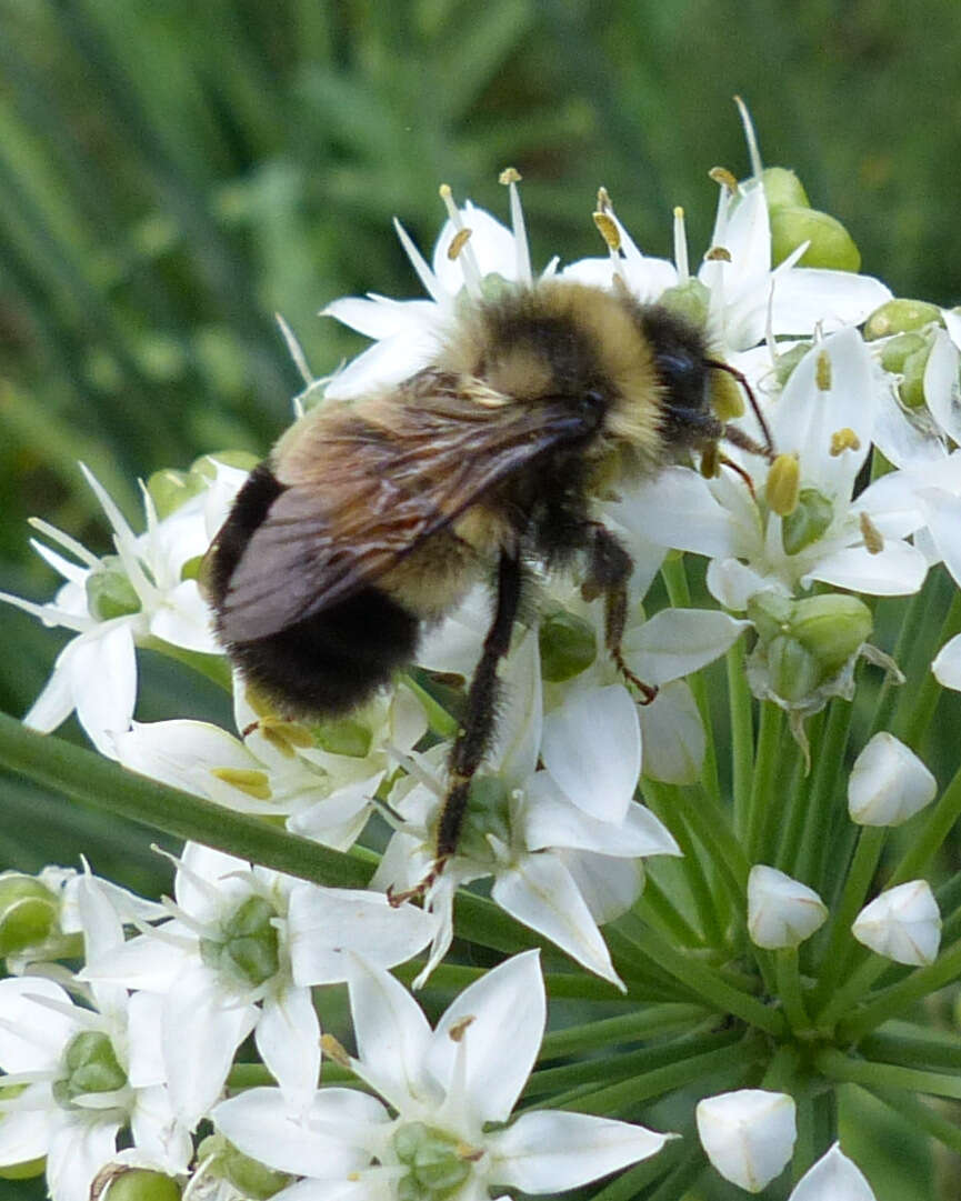 Image of Rusty patched bumble bee