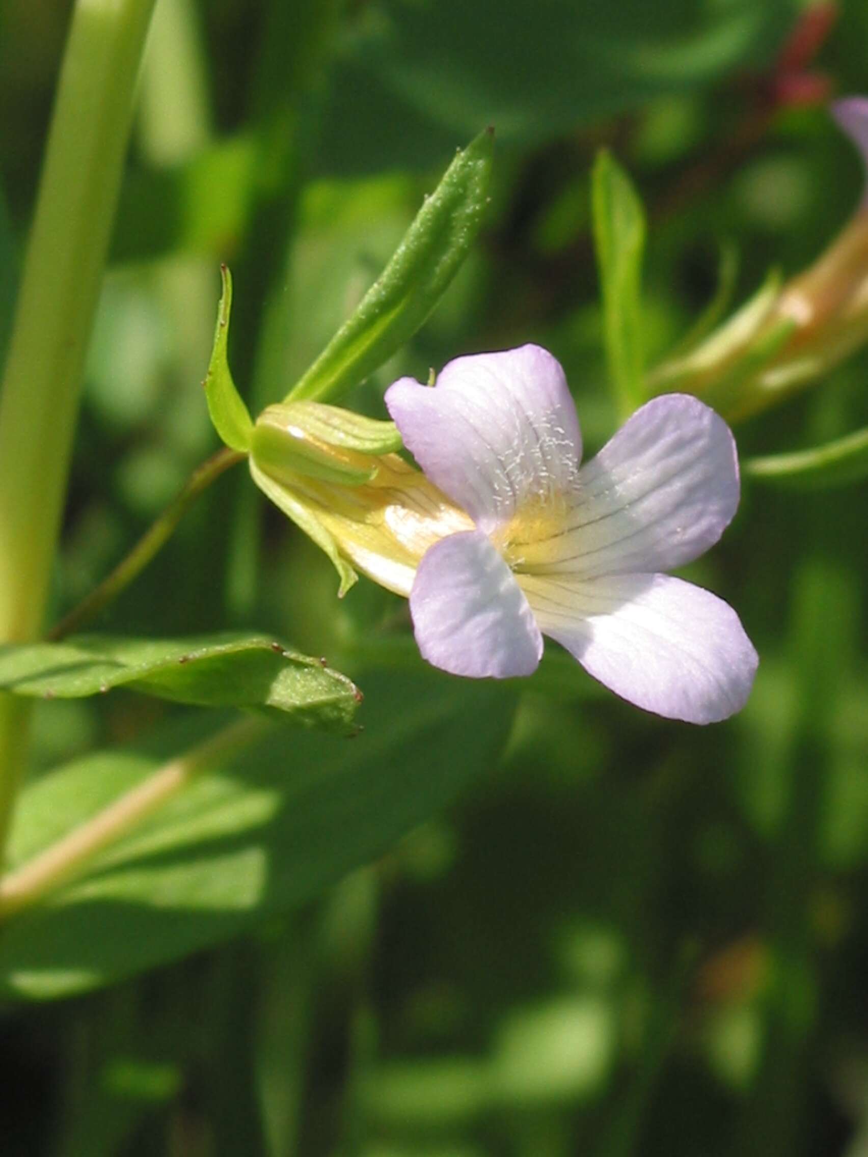 Image de Gratiole Officinale