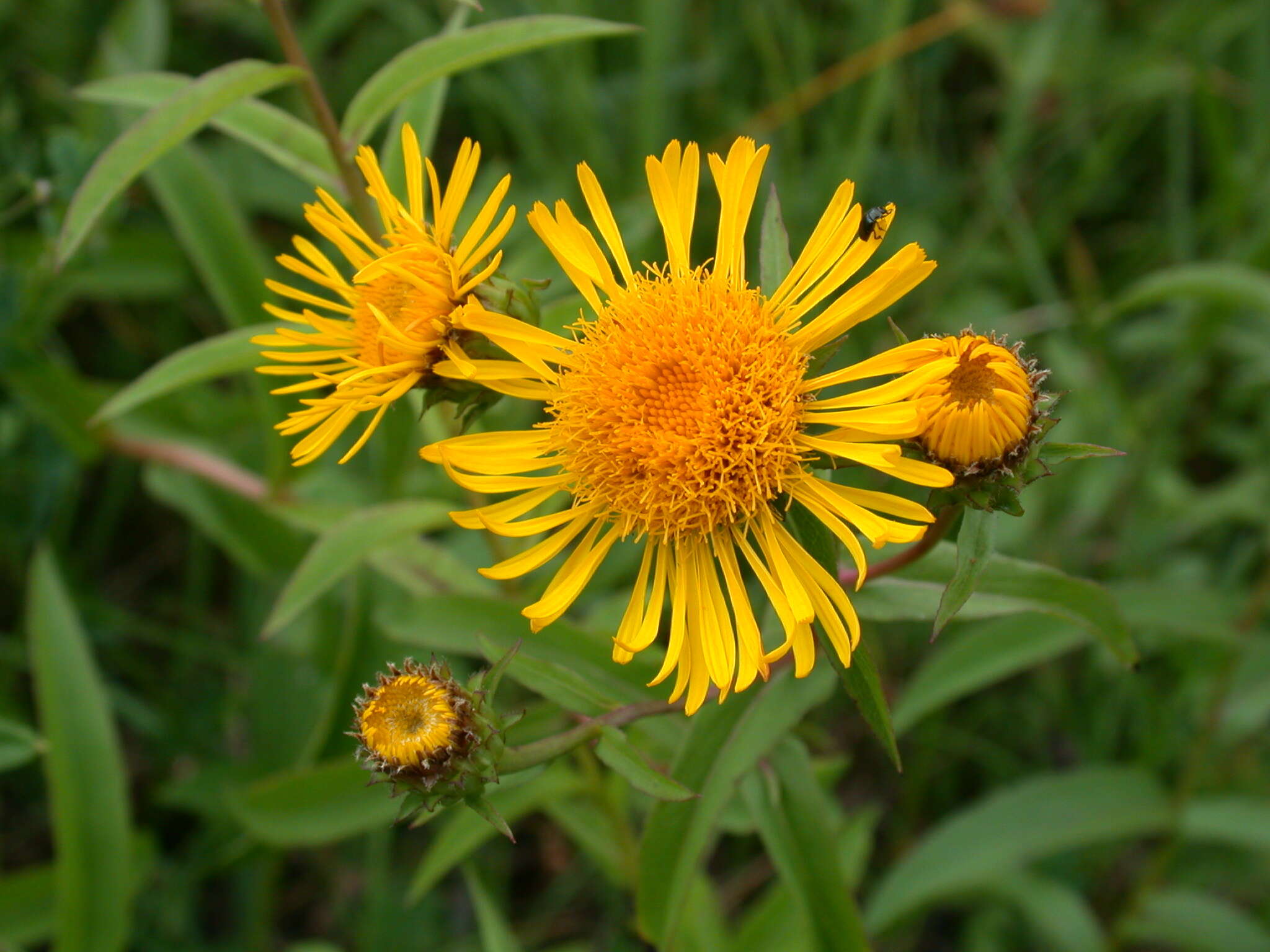 Image of Inula salicina