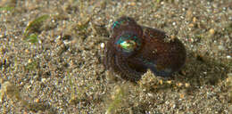 Image of Humming-bird Bobtail Squid