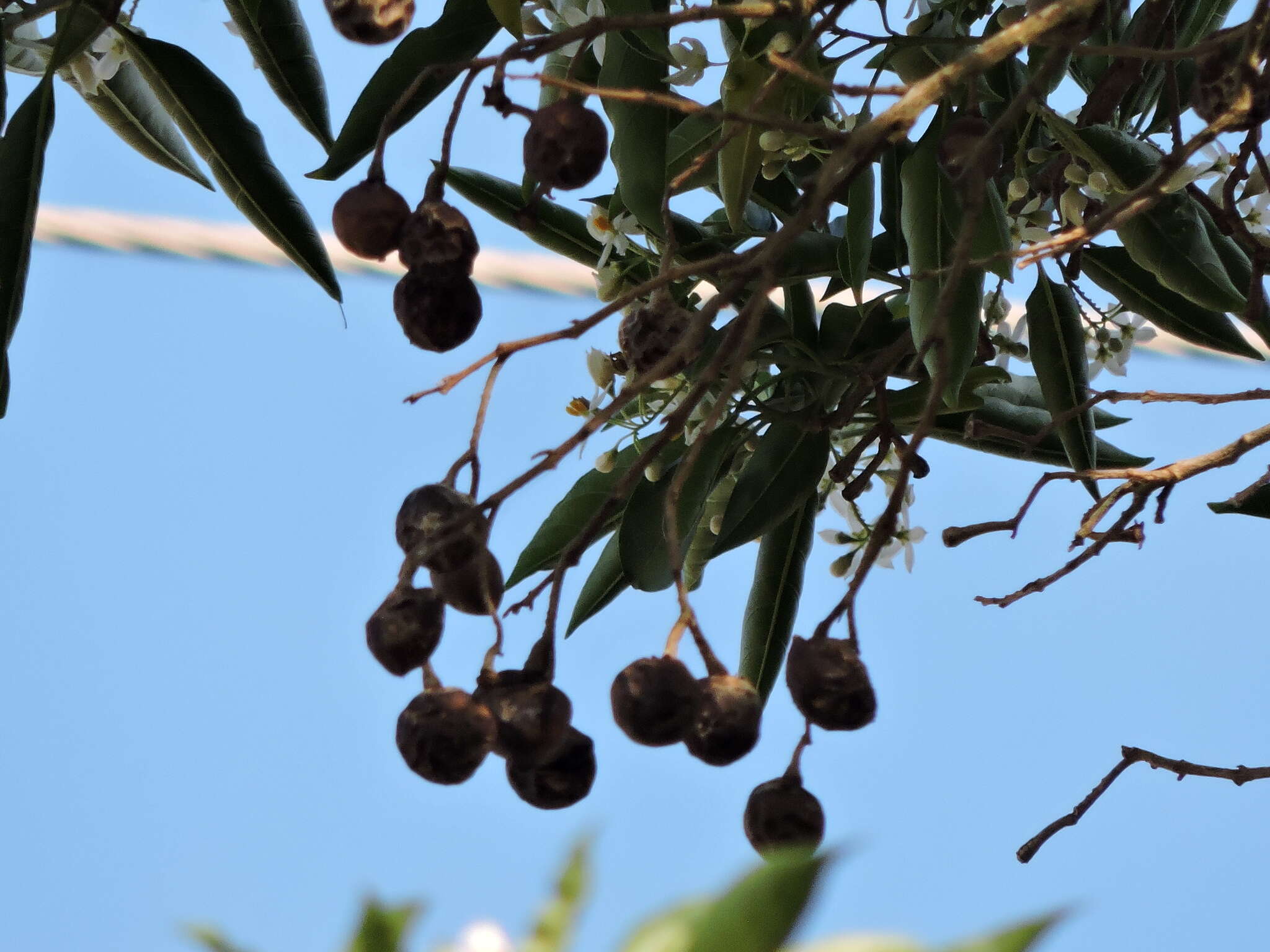 Imagem de Solanum pseudoquina A. St.-Hil.