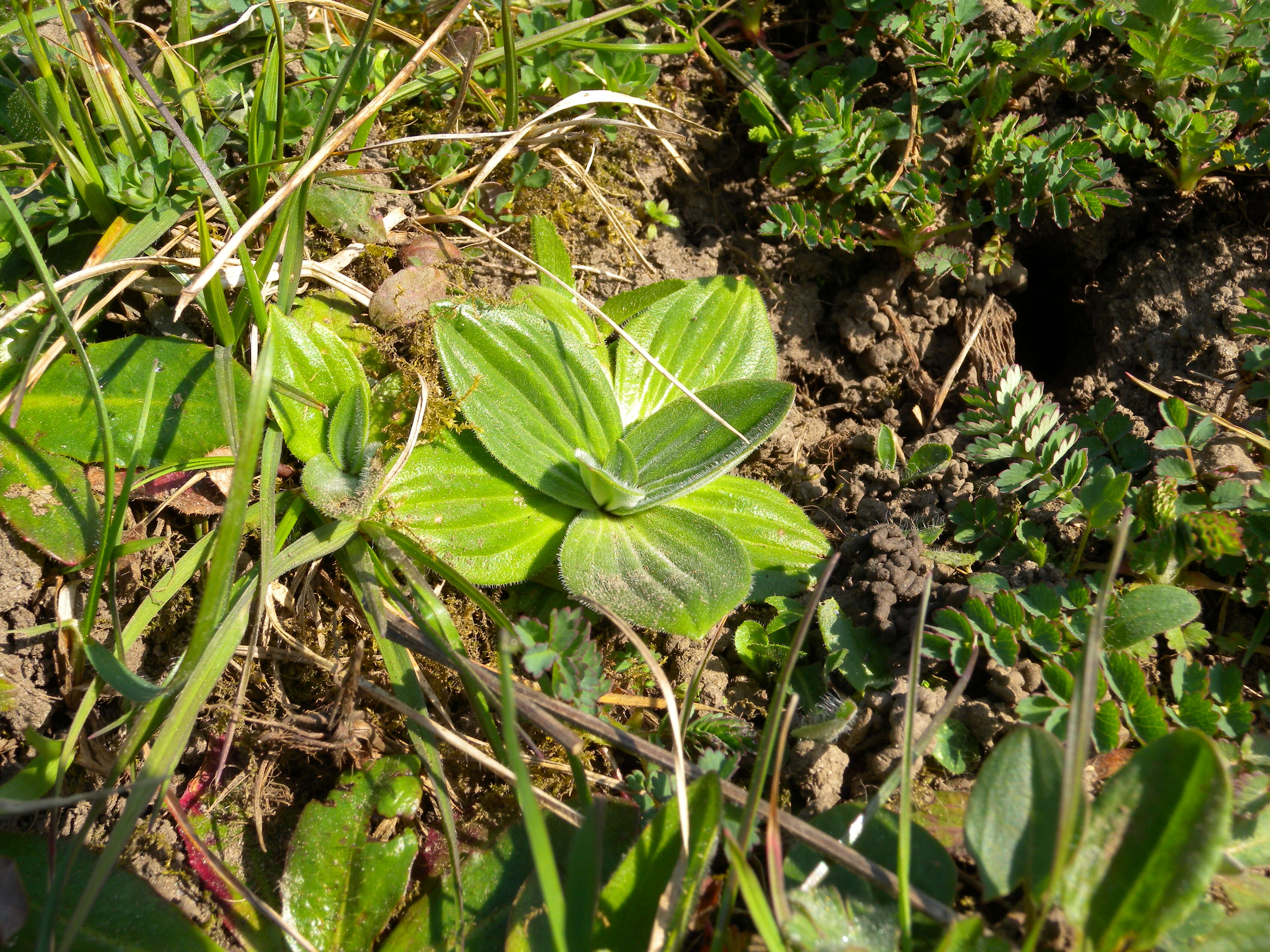 Image of Hoary Plantain