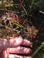 Image of Comb-Leaf Mermaidweed