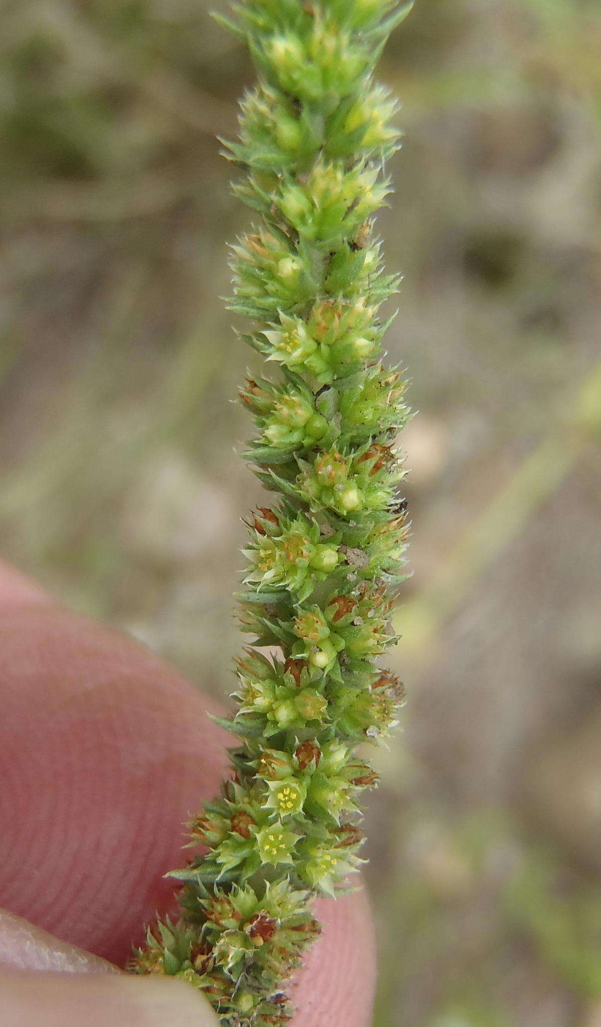 Слика од Crassula lanceolata subsp. lanceolata